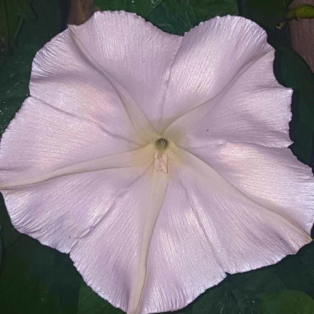 DON'T  FORGET TO  BUNDLE!  Make Offer......